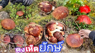 ดงเห็ดผึ้งยักษ์🍄 เพิ่งออกจ้าดอกงามๆใหญ่ๆ🤩 เบิ่งให้จบมันจะพีทมาก🥰 18/09/2022