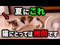 【知らないと危険】実は逆効果な猫の暑さ対策8選を獣医師が解説します