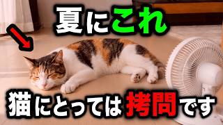 Dangerous if you don't know】 8 Cat Heatstroke Prevention Myths: A