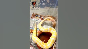 Albino Ball Python Feeding time ZION PET
