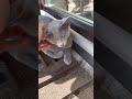 Наша родословная русская голубая кошка под названием Жемчужина