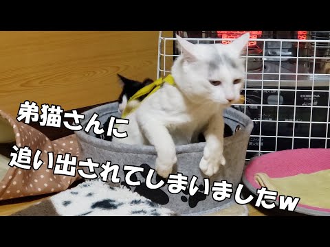猫　障害　保護猫　　兄猫さんを　・・・