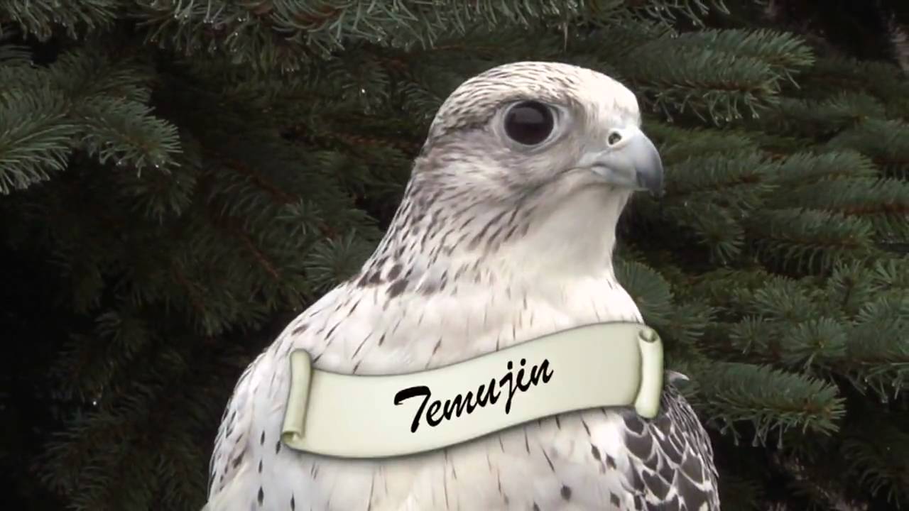 The Bronx Zoo Presents:  Nature's Air Show