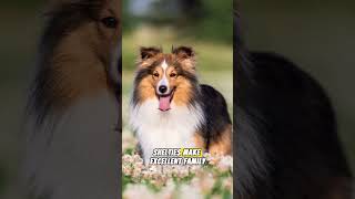 Meet the Shetland Sheepdog #shetlandsheepdog #shorts #dogs #animals