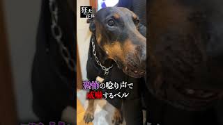 狂犬との遊び方 #ドーベルマン #遊び方