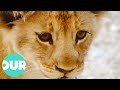 A day in the life of a lion cub  our world