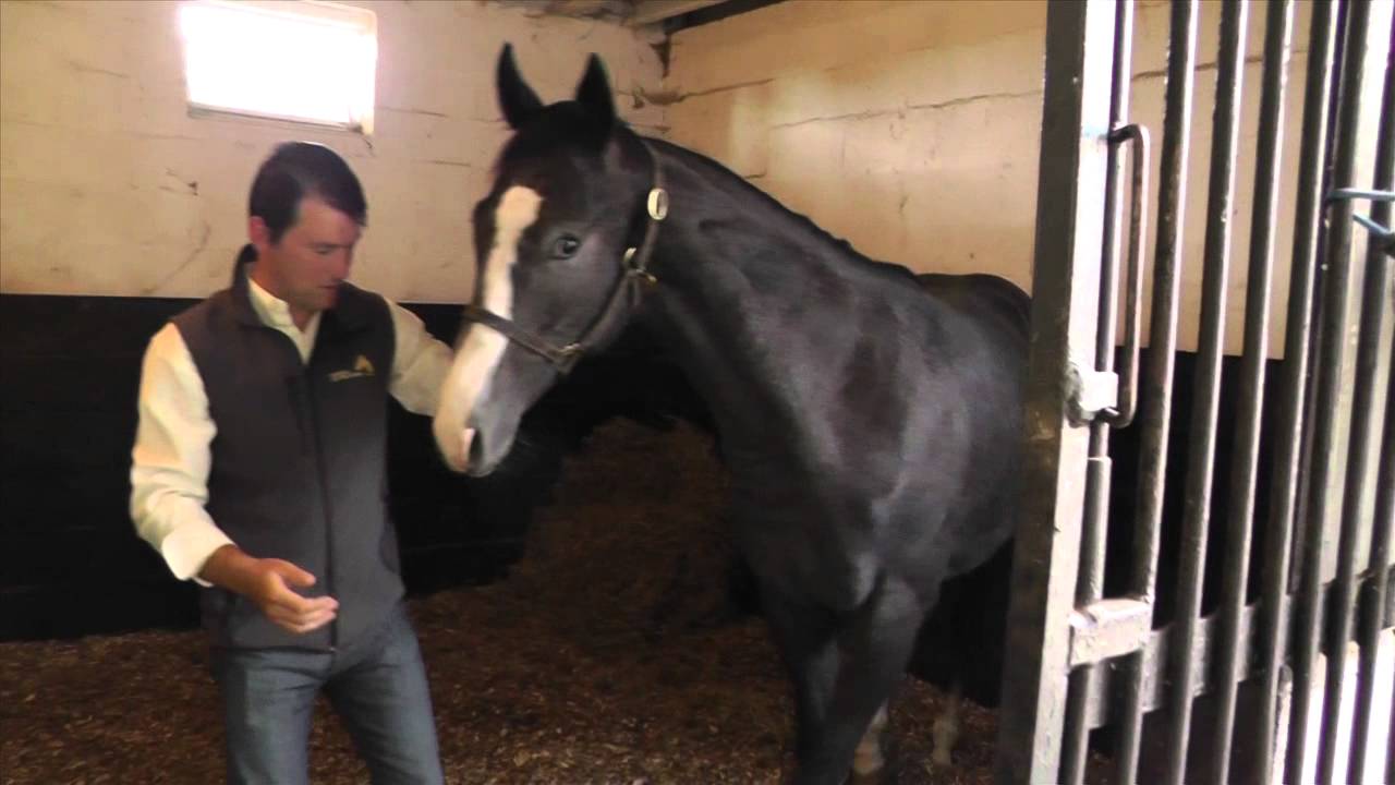 Richard Powell - Premier yearling présenté aux ventes d'août