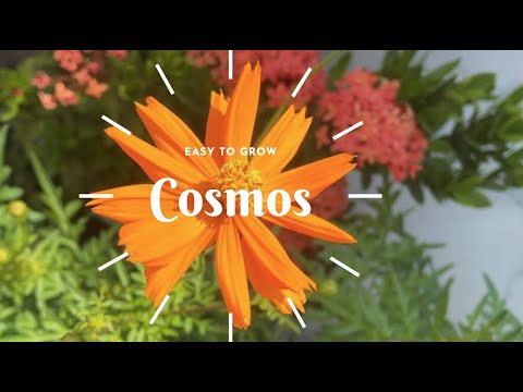 Video: Mga Halaman ng Cosmos: Paano Palaguin ang Mga Bulaklak ng Cosmos
