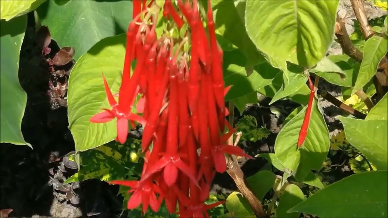 ботанический сад, Мюнстер, часть 3