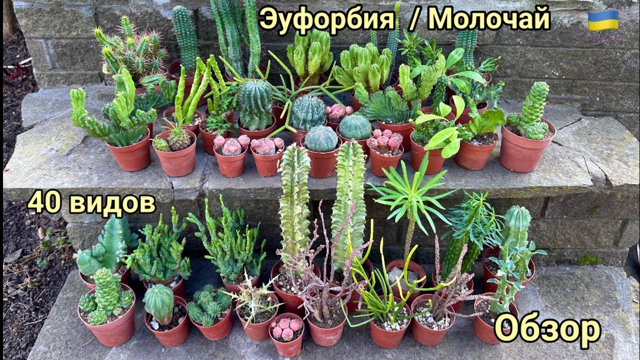 Обзор 40 видов Еуфорбий (Молочай) для комнатного выращивания.