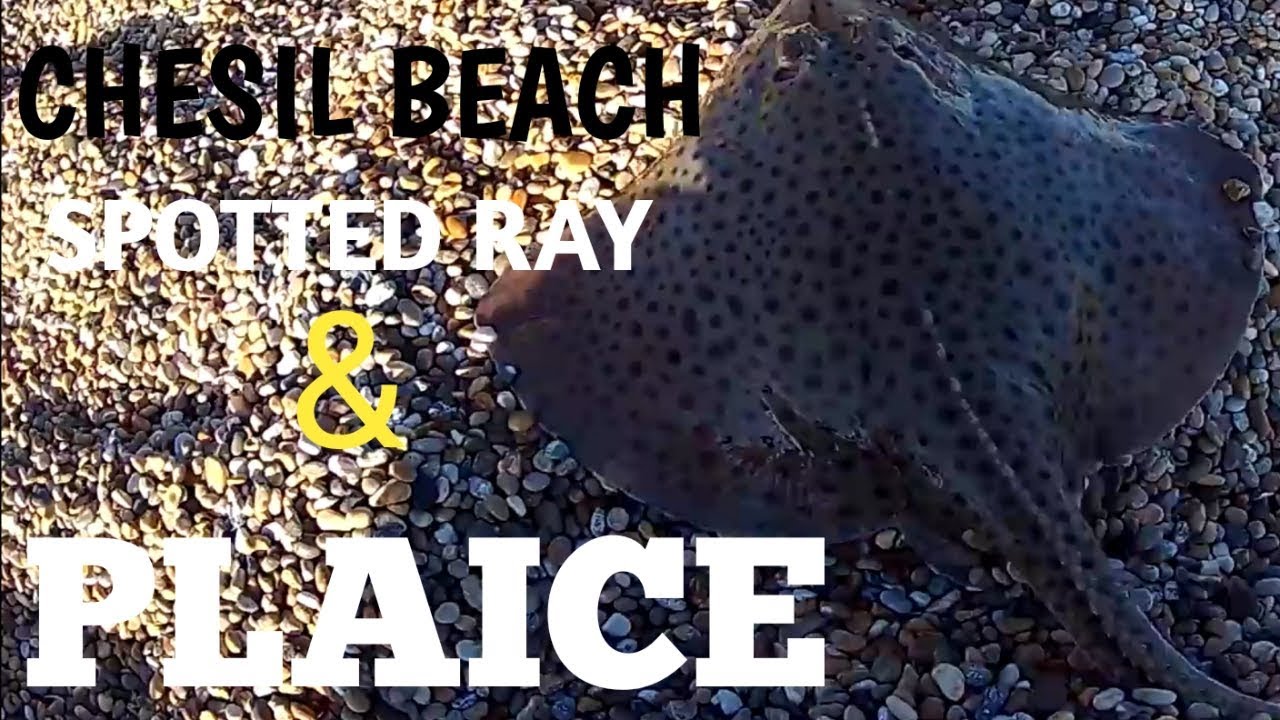 Spotted ray and plaice fishing on chesil beach sea fishing YouTube