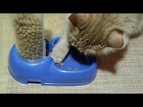 Генератор пород кошек