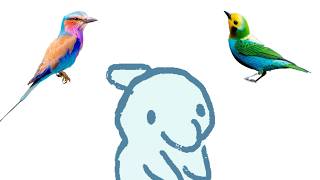 want some bird facts?
