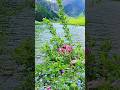 Seealpsee (Appenzeller Alpen) Switzerland