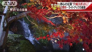 住宅街に幻想的絶景・・・都心の紅葉“穴場スポット”(16/11/26)