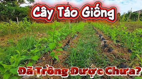 Cây Táo Giống Mùa Này Đã Đánh Trồng Được Chưa l Núi Đồi Lục Ngạn