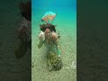 Samaki Mtu