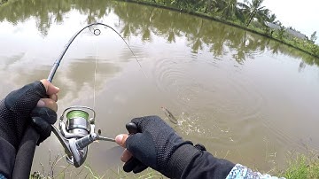 Câu Lóc Bằng Mồi Cá Sắt | Cá Sắt Orichi - Cicada - Fishen - Phần 1