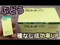 種なしぶどうを失敗しないために〜フルメット液の使い方・注意点〜