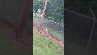 Deer near road stuck on the wrong side of the fence. Watch what happens next🙆🏽‍♂️😭