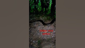Indian rock python release || #python #indianrockpython #snake #सांप