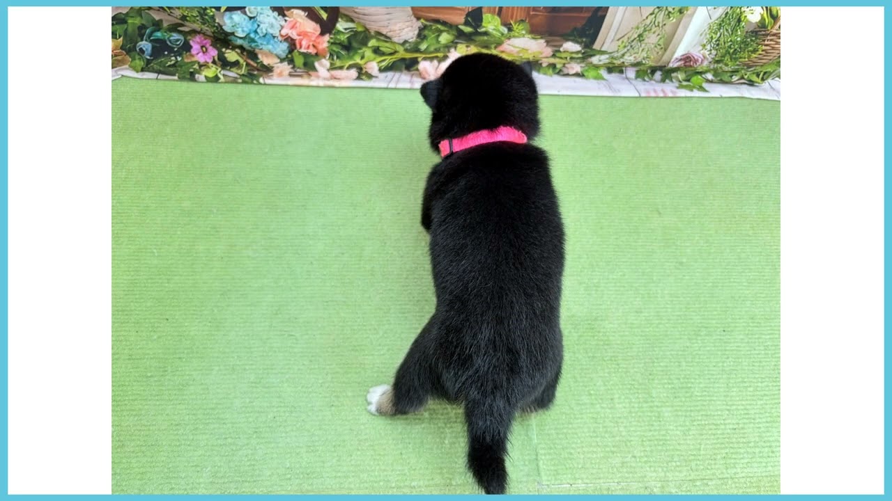 豆柴さま専用ページ 769241 豆柴 - YouTube