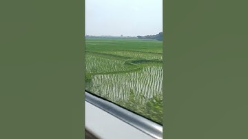 RICE FIELD - Central Java - INDONESIA 🌾 view from Train window. while thinking about the food list 😁