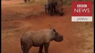 タンザニアのサイ2頭に赤ちゃん　動物保護関係者に朗報