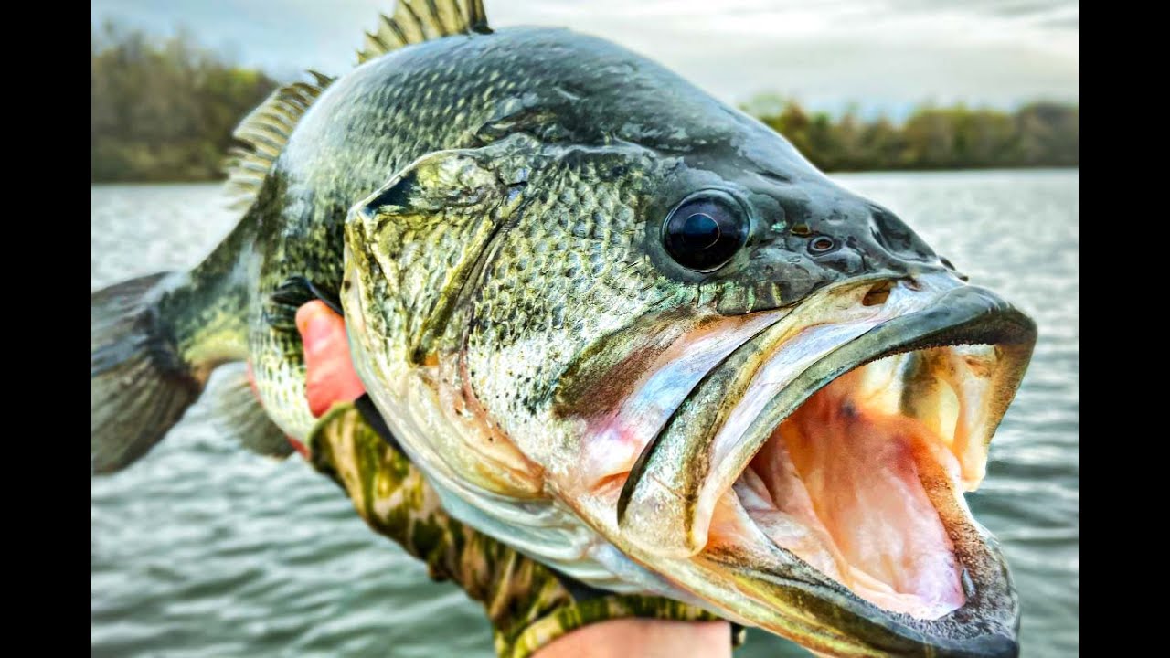 Abandoned Golf Course Pond full of Bass #fishing #bass #hogfishing918 #bassfishing