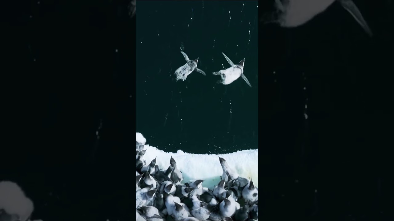 Emperor Penguin Chicks Leap off a 50 Foot Ice Cliff to Take Their First Swim :-) Beautiful Nature ❤️