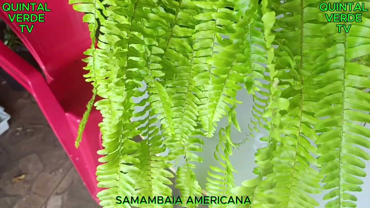 COMO DEIXAR BONITA A “SAMAMBAIA” Vídeo 1416