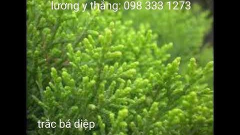 Những tác dụng tuyệt vời từ cây trắc bá diệp