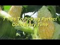 7 Tips To Picking Perfect Corn Every Time