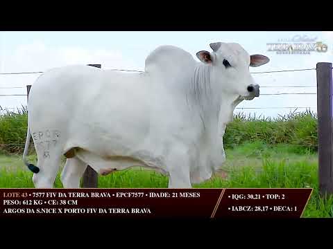LOTE 43   EPCF 7577
