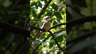 Baby Kookaburra