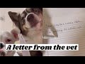 A letter from the vet