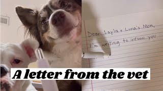 A Letter From The Vet