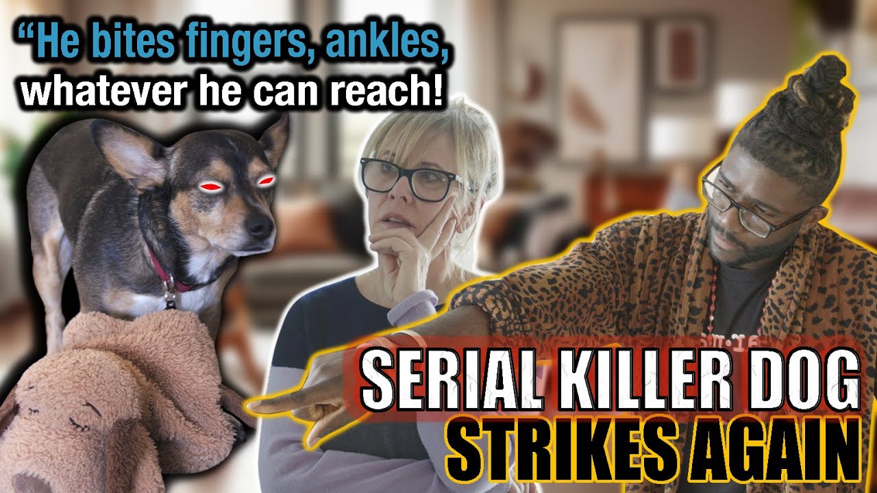 ОХРАНА МАЛЕНЬКИХ СОБАК: ВЛАДЕЛЕЦ И ИГРУШКИ - ЭПИЗОД 1