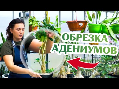 Video: Adenium Obez