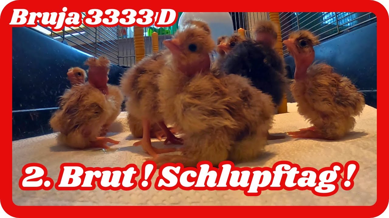2.  Brut Schlupftag ! Die nächsten Küken sind da ! Brüter : Bruja 3333 D