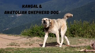 The History of the Kangal & Anatolian Shepherd Dog