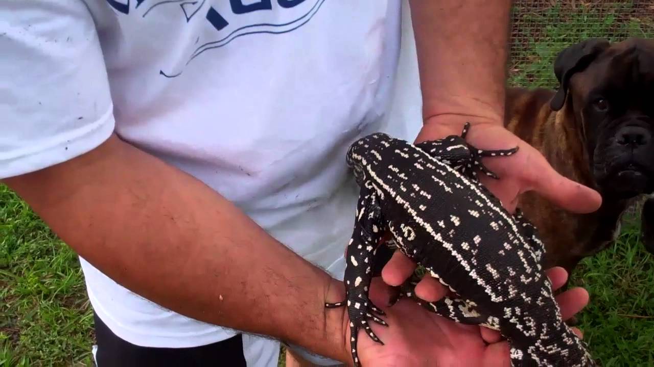 tarantula spider THE PINSTRIPE! NEW TEGU MORPH!