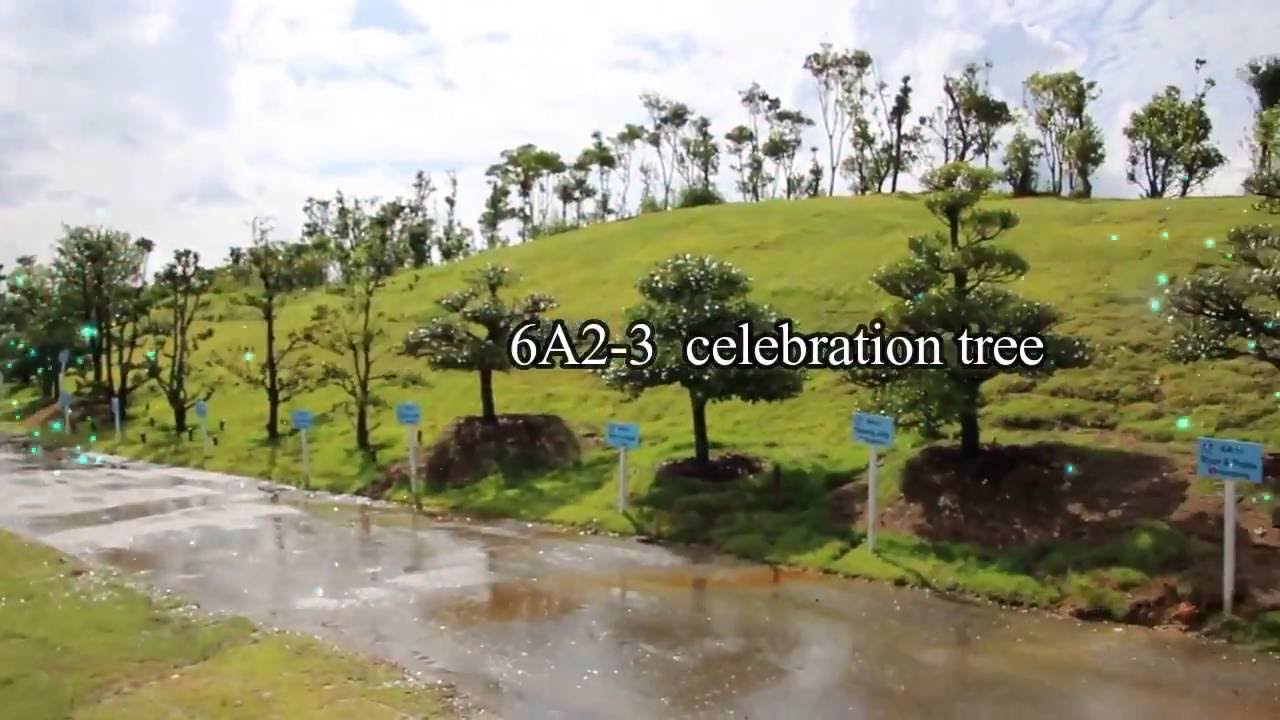 Indonesia - 6A2-3 celebration tree - YouTube