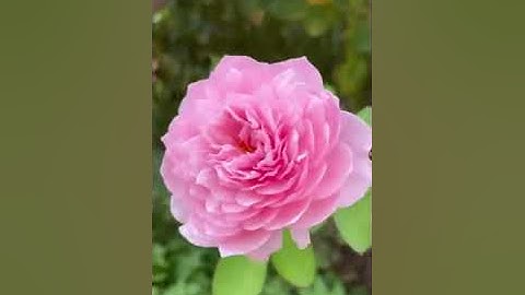 تلاوة خاشعة جميلة للقاري عبدالرحمن مسعد/طبيعة وطيور (سبحان الله وبحمده سبحان الله العظيم