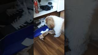 samjhe🐕 #pets #ytshorts #ytviral #ytstudioes #india #funny #shihtzu #trending #petlover # #puppey