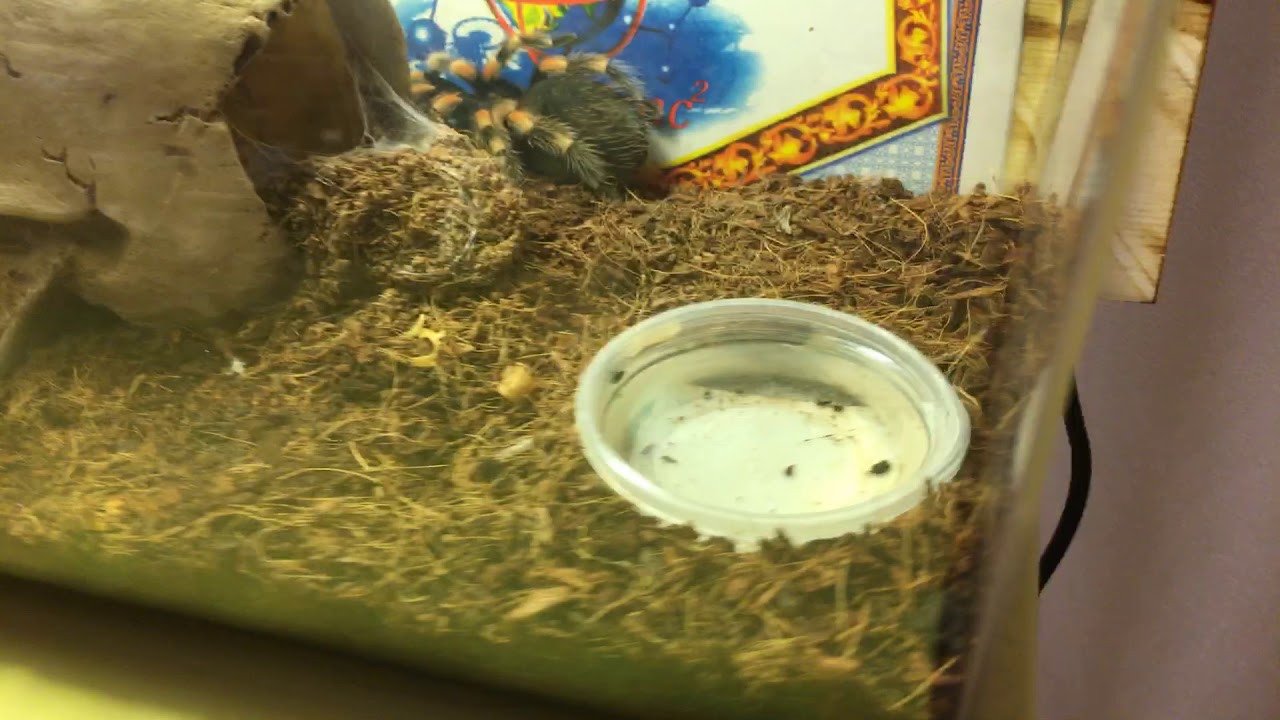 Мочу субстрат пауку