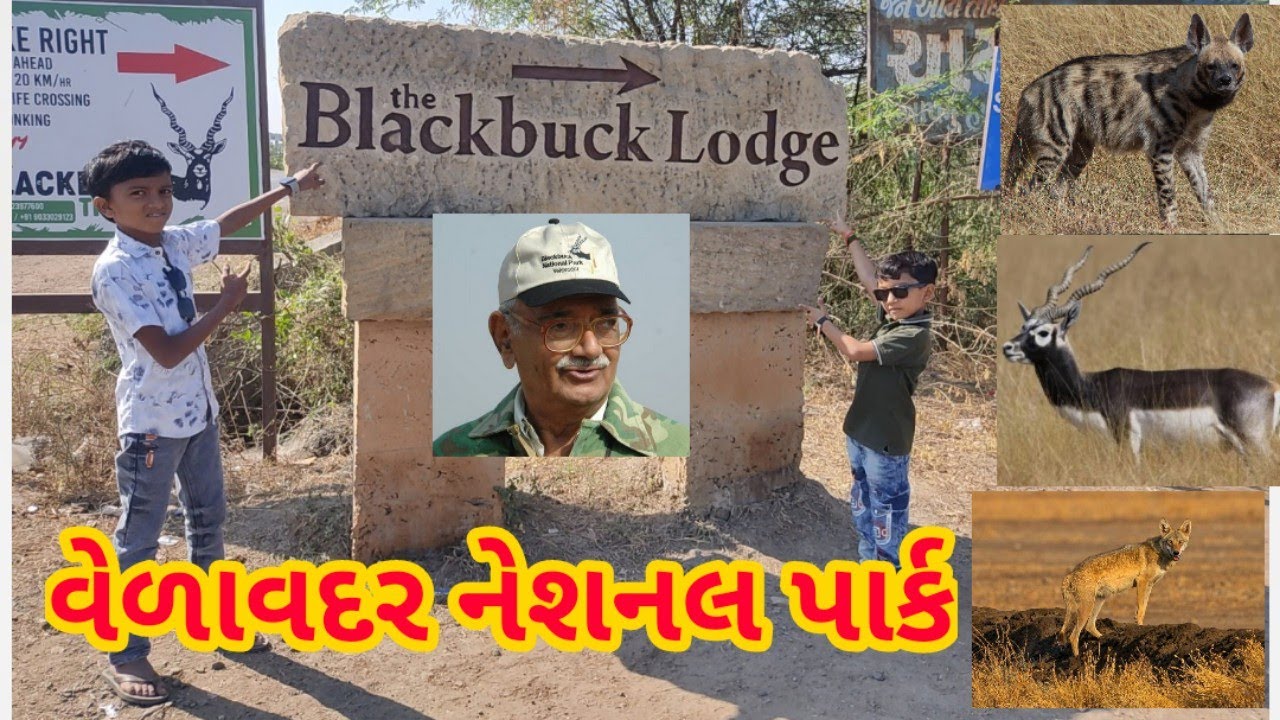 Velavadar National Park Bhavnagar | velavadar kaliyar rashtriy udhyan | blackbuck national park