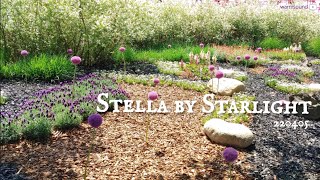 [𝐖𝐚𝐫𝐦𝐬𝐨𝐮𝐧𝐝 𝐉𝐚𝐳𝐳 𝐏𝐢𝐚𝐧𝐨] Stella by Starlight | 220405