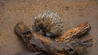 Echidna