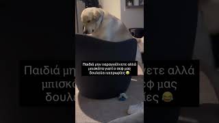 Μην παράγγελνετε άλλο γιατί ο σεφ μας δουλεύει υπερωρίες 😂 #κατοικιδια